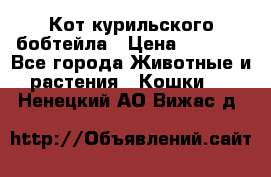 Кот курильского бобтейла › Цена ­ 5 000 - Все города Животные и растения » Кошки   . Ненецкий АО,Вижас д.